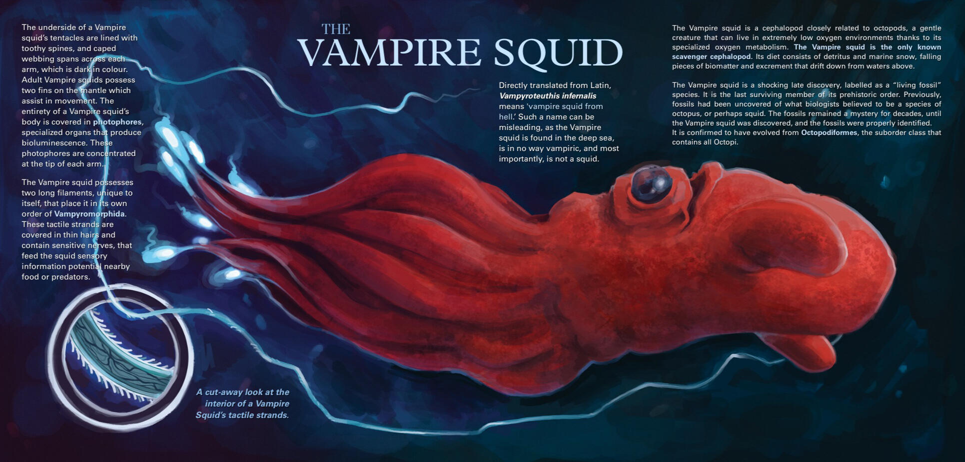 &quot;Nat Geo&quot; styled Infographic Illustration